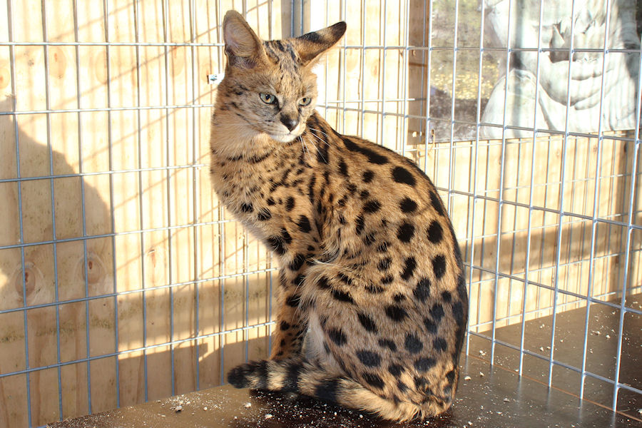 Savannah-Kat-F1-Prinses-3.jpg