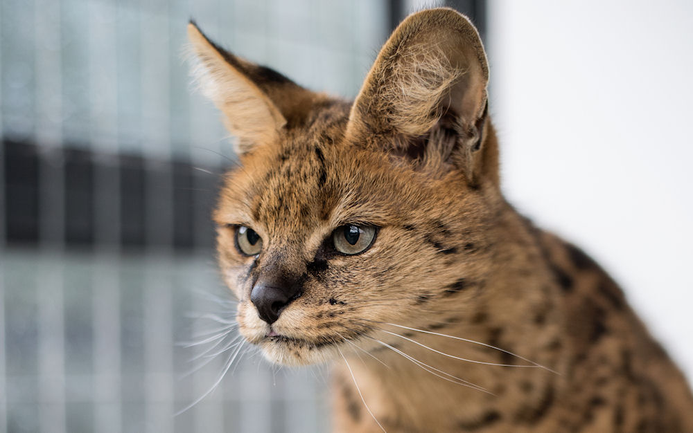 Savannah Cattery | De Top van Nederland | Toonaangevend in