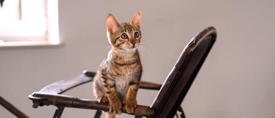 savannah cat europe