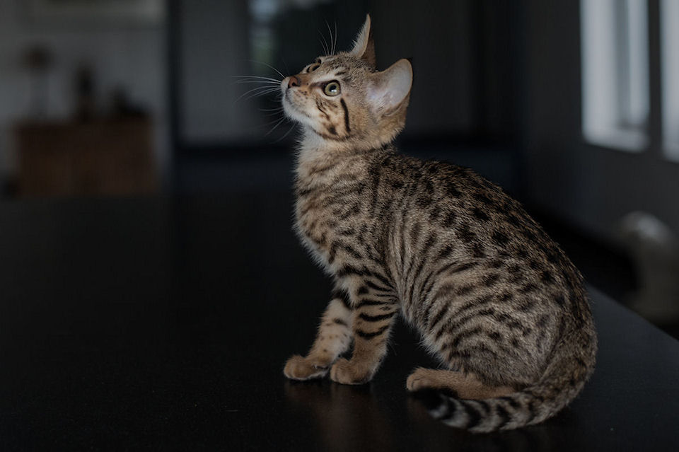 Savannah Cattery | De Top van Nederland | Toonaangevend in