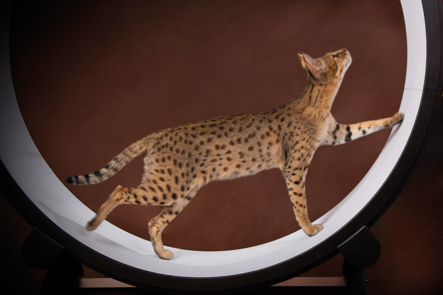 Abbey Savannah F2 kattenloopwiel