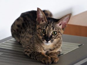Savannah F3C