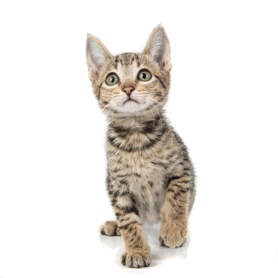 Savannah kitten