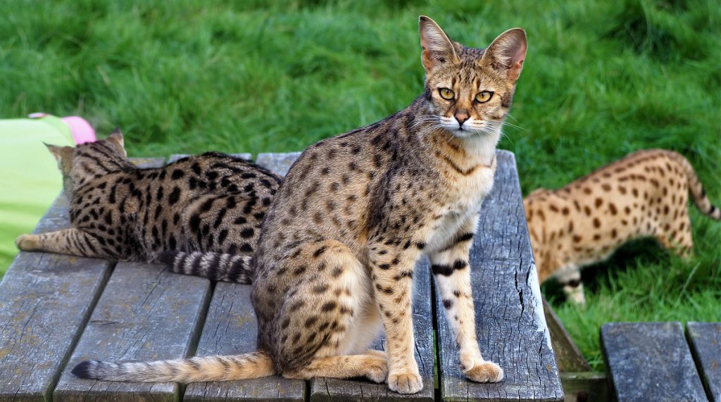 Price Savannah Kitten