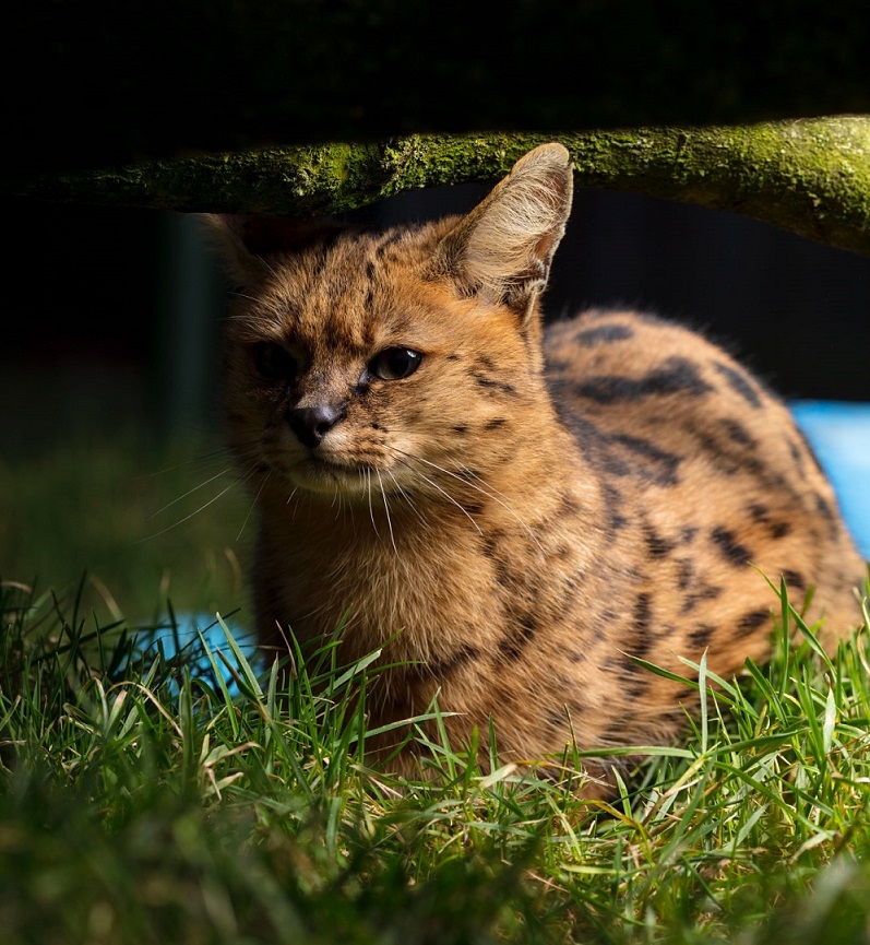 Jungle savannah sales cat