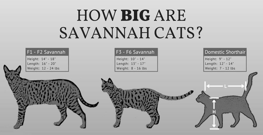 Buy Savannah Kittens, F1-F4 Savannah Kittens For Sale