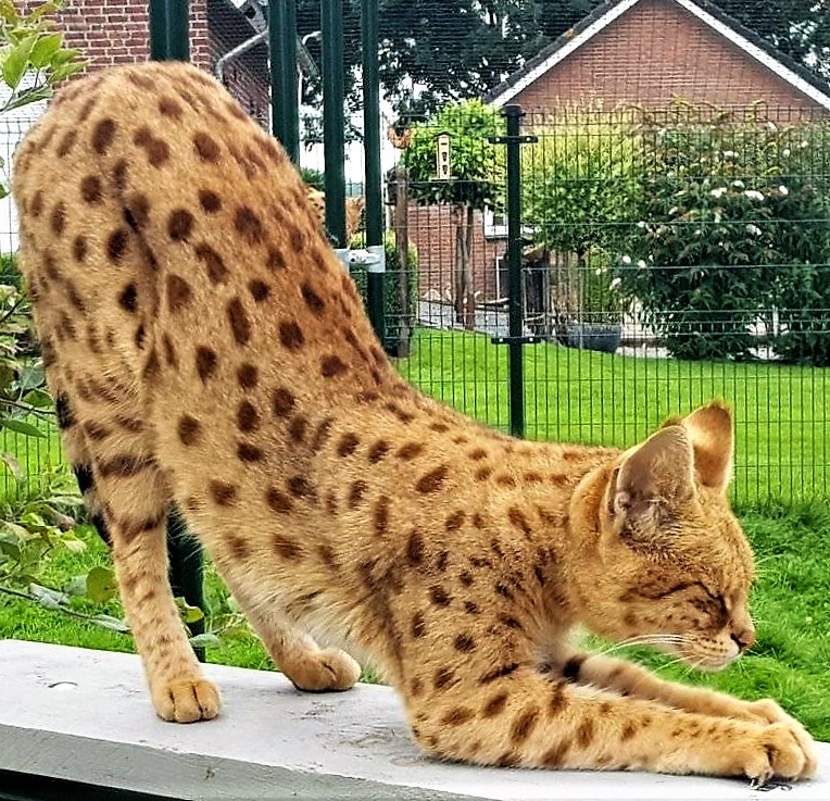 Savannah F1 Körper