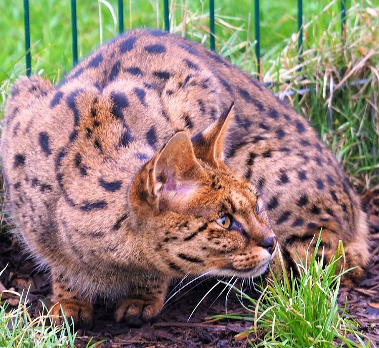 Savannah Kat Ajoka F1