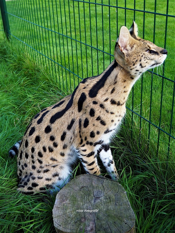 Serval information about the characteristics and also Young Serval Cats