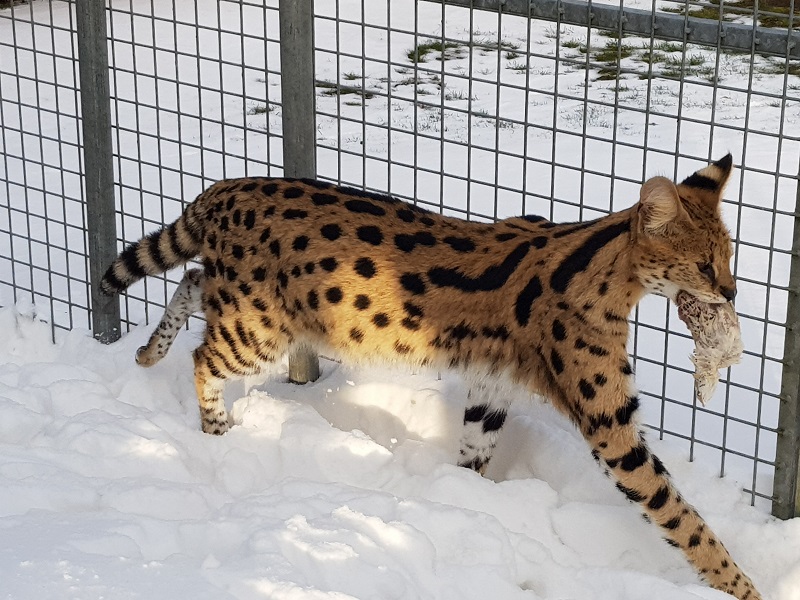 informatie over de kenmerken en ook Jonge Serval Katten