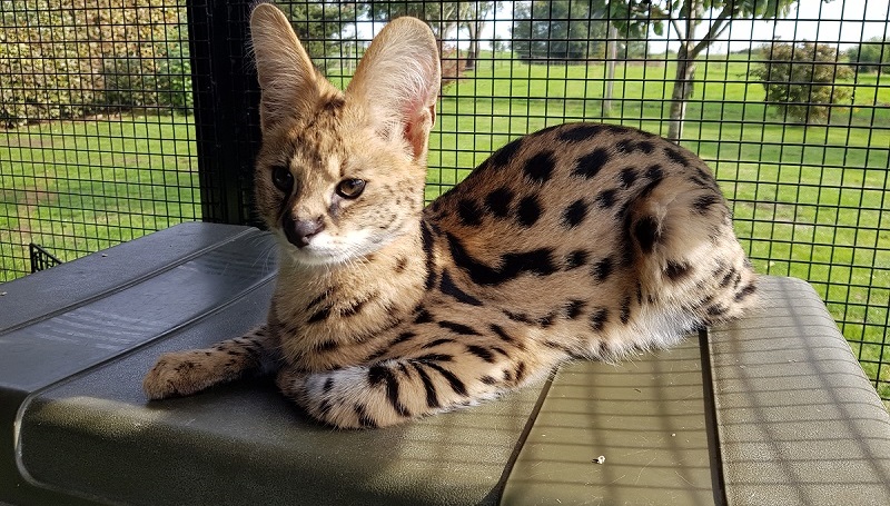 Serval information about the characteristics and also Young Serval